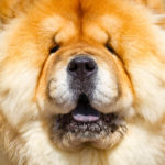 Chow-chow angielski gentleman z Państwa Środka