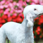 Bedlington terrier