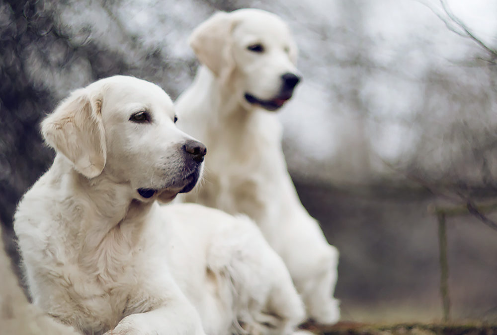 Golden retriever Jedna z najpopularniejszych ras na świecie