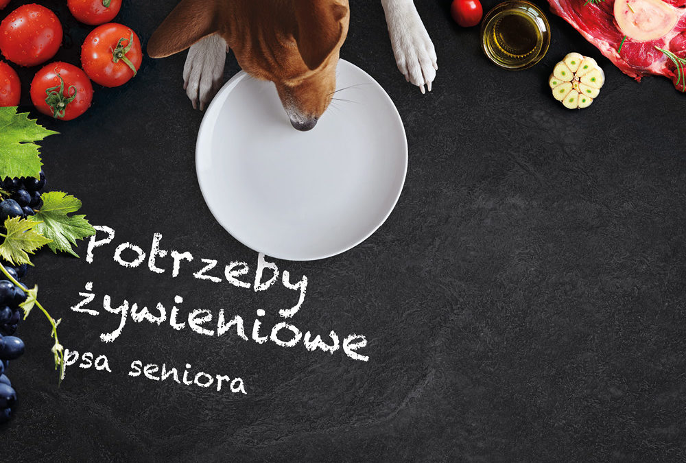 Potrzeby żywieniowe psa seniora