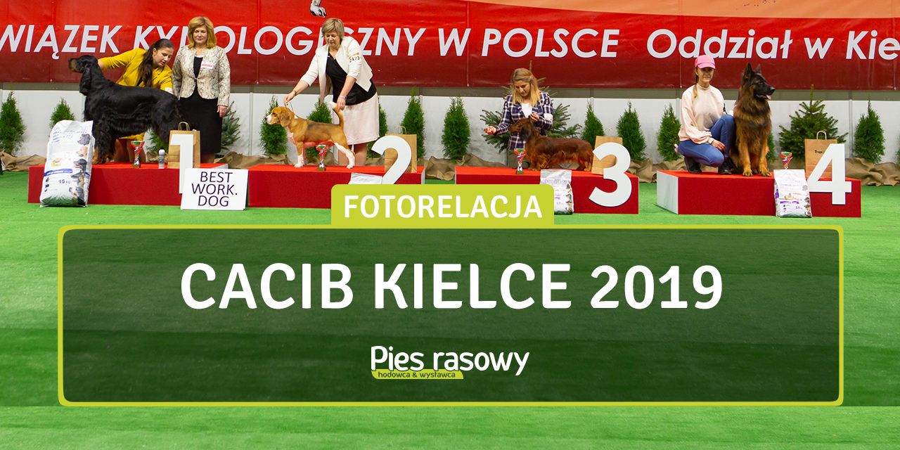 Międzynarodowa Wystawa Psów Rasowych Kielce 2019