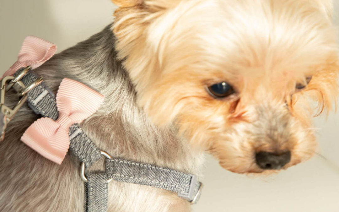 Zestaw ALLFORDOGS MINI – dla najmniejszych pupili