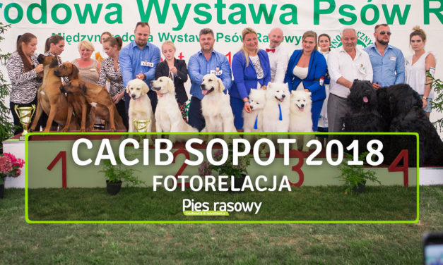 CACIB Sopot 2018
