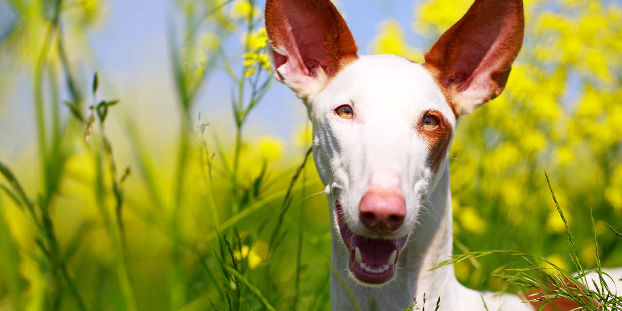 Podenco ibicenco… gonić króliczka