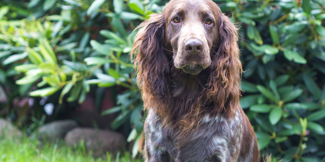 Polski spaniel myśliwski – nowa rasa na firmamencie
