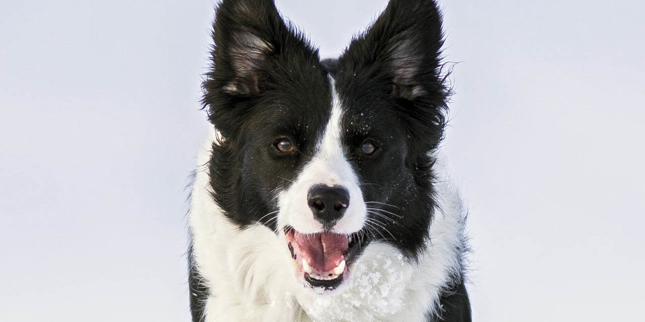BORDER COLLIE