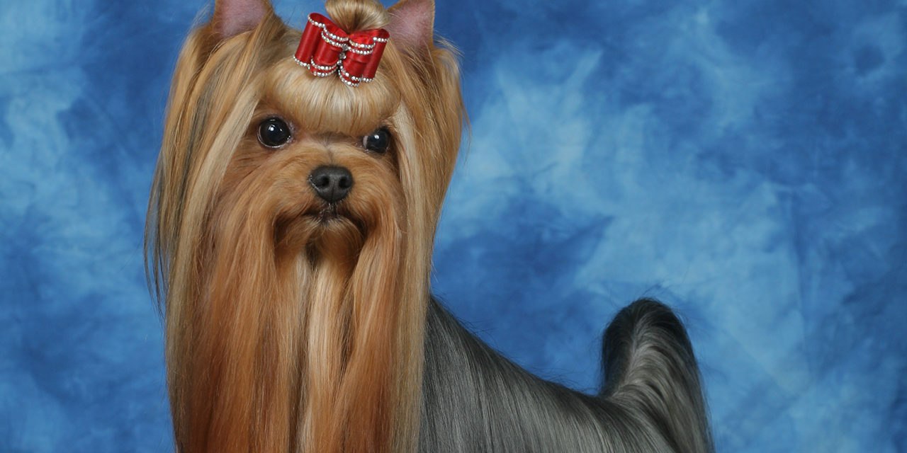 Yorkshire Terrier