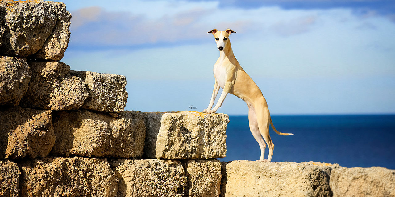 Whippet