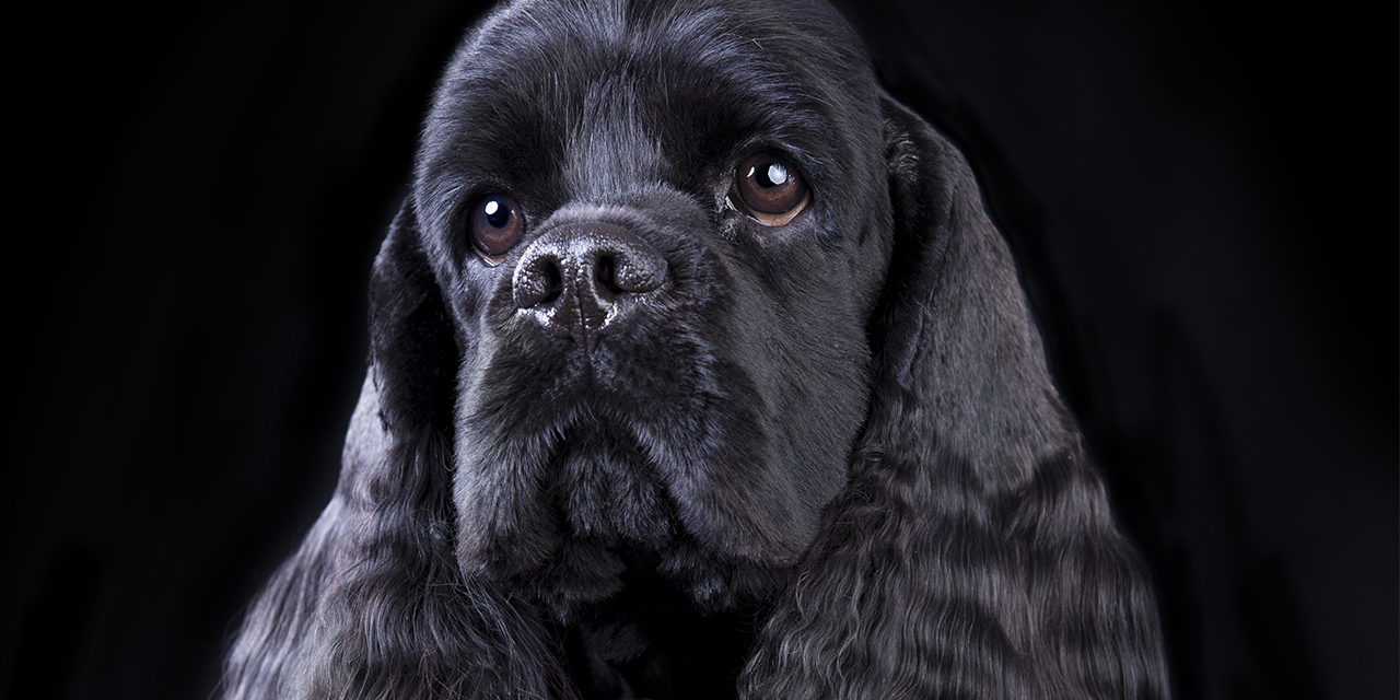 Amerykański cocker spaniel