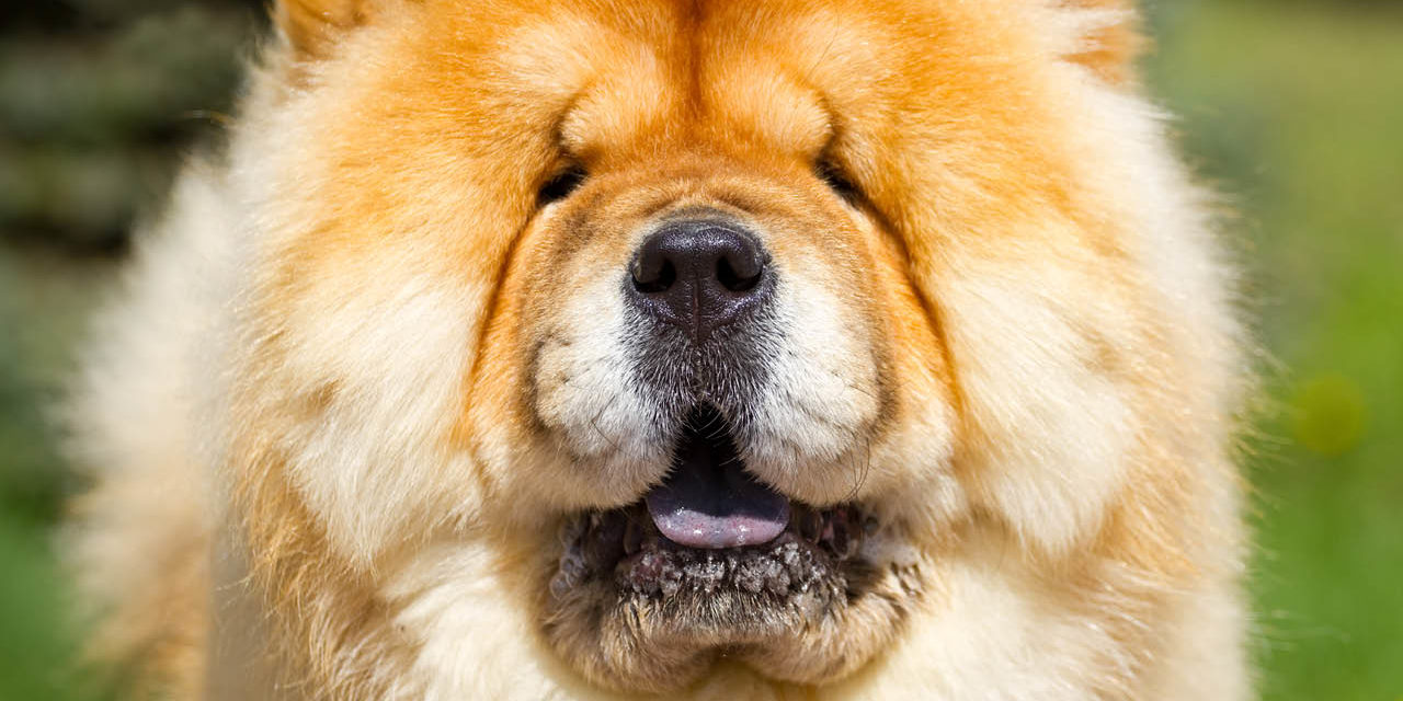 Chow-chow angielski gentleman z Państwa Środka