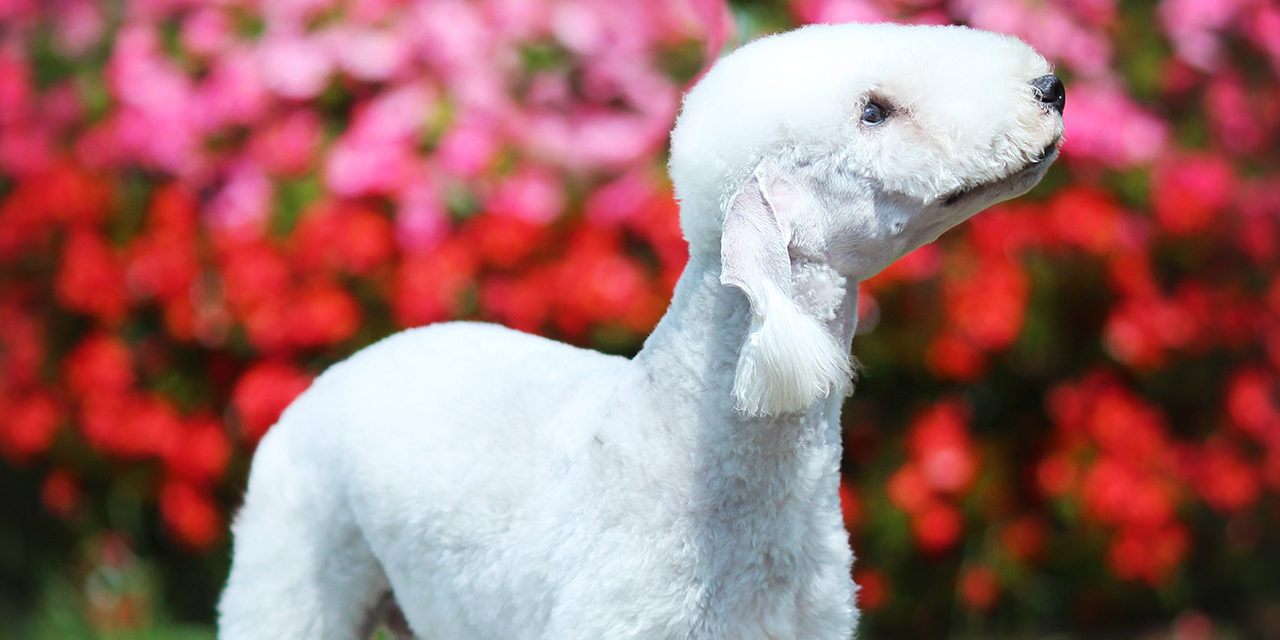 Bedlington terrier