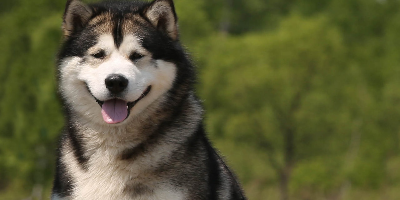 Alaskan Malamute