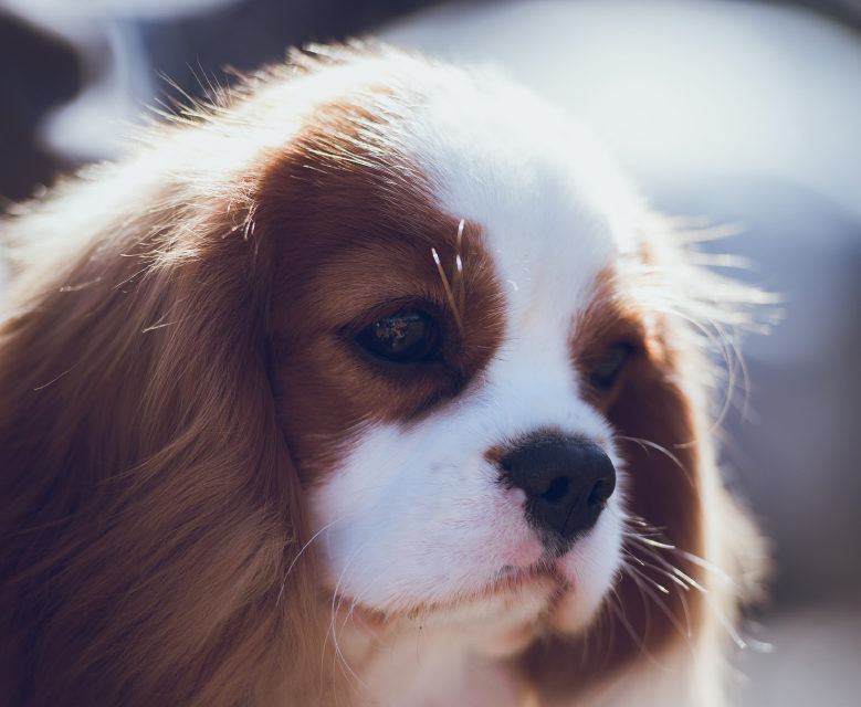 Cavalier King Charles Spaniel