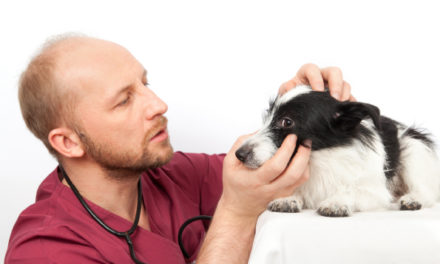 Badanie okulistyczne psów rasowych w kierunku chorób dziedzicznych.Co warto o nim wiedzieć i jak się je wykonuje?