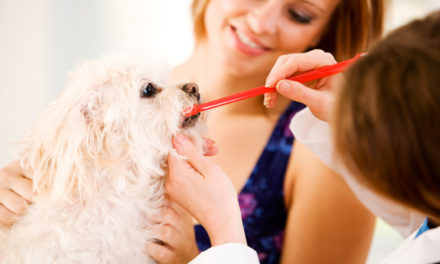 Podstawy stomatologii psów – profilaktyka