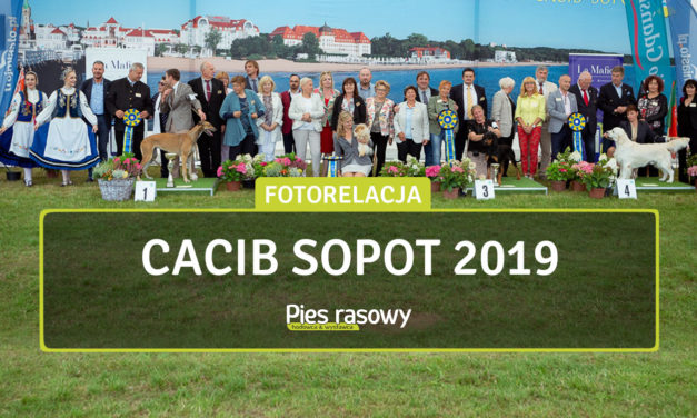 Wystawa Sopot 10-11 Sierpnia 2019 r.