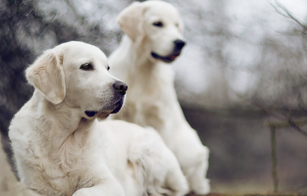 Golden retriever Jedna z najpopularniejszych ras na świecie