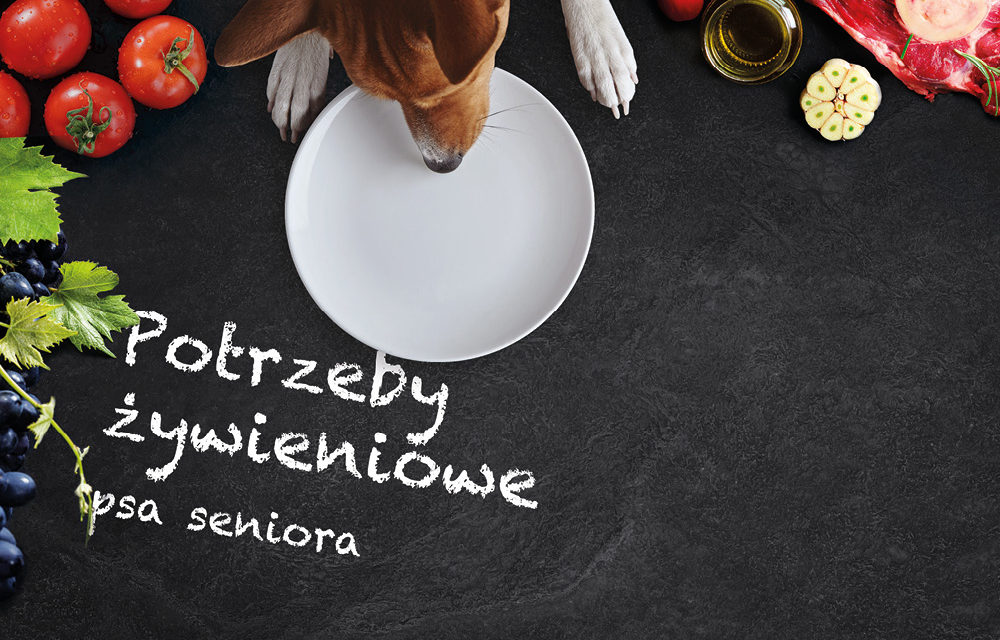 Potrzeby żywieniowe psa seniora