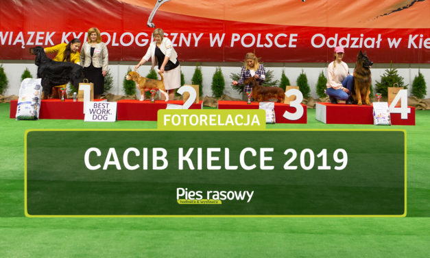 Międzynarodowa Wystawa Psów Rasowych Kielce 2019