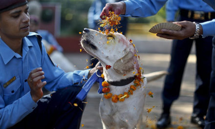 Festiwal w Nepalu w podziękowaniu psom za przyjaźń