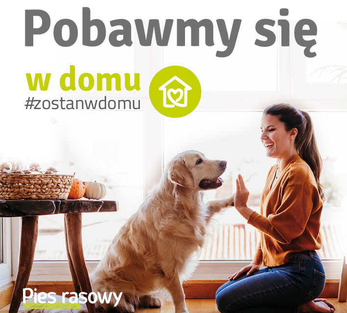 Co możemy zrobić z psem w domu czyli sposób na nudę?