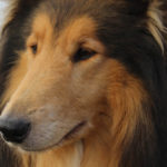 Owczarek szkocki collie