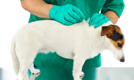 Jak zapobiegać chorobom odkleszczowym psów