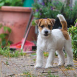 Rasa miesiąca – Jack Russell Terrier