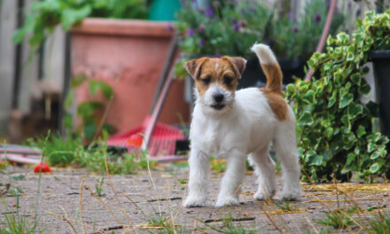 Rasa miesiąca – Jack Russell Terrier