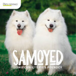 Samoyed–Uśmiechnięty pies Północy