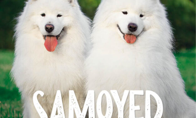 Samoyed–Uśmiechnięty pies Północy