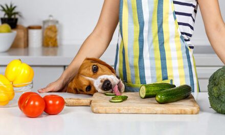 Co powinno się znaleźć w karmie dla psa?